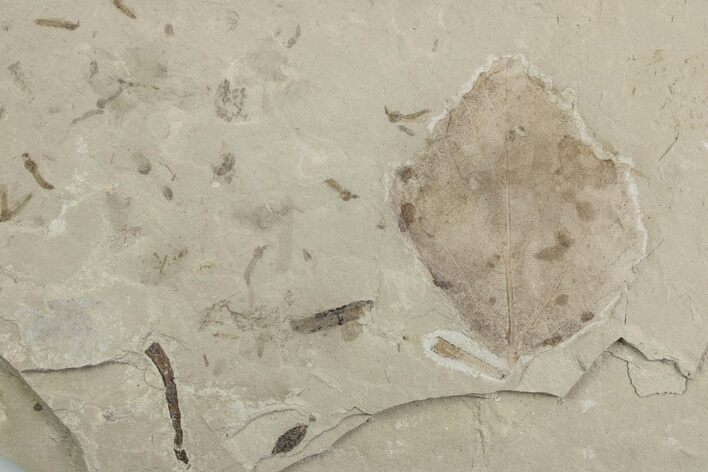 Fossil Distylium Leaf with Crane Flies - Utah #377079